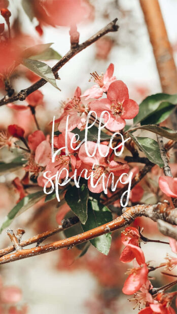Pink cherry blossoms bloom on tree branches, white script text overlays the scene