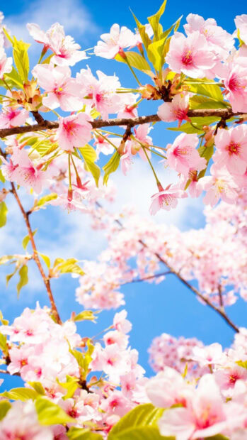 Cherry blossoms bloom vibrantly, reaching towards light against a clear azure sky, with new green leaves emerging