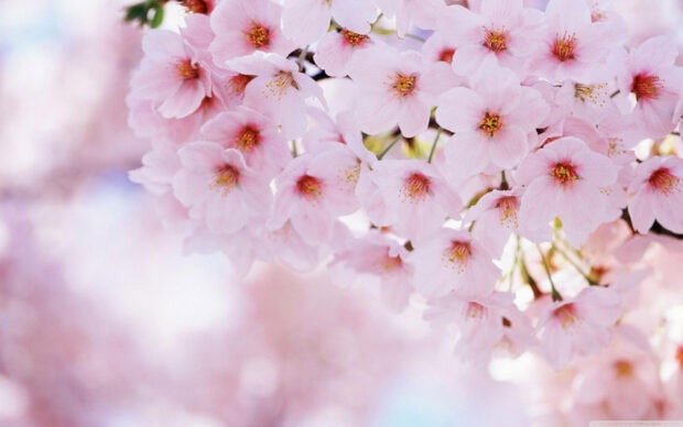 Cherry blossoms cluster on a branch, petals unfurling in soft pink hues