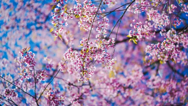 Cherry blossoms bloom profusely, adorning branches against a soft blue sky