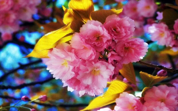 Pink cherry blossoms cluster on a branch, illuminated by sunlight against a soft blue background