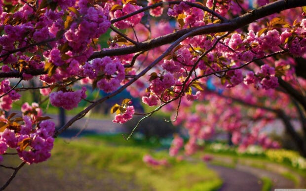 Pink cherry blossoms cluster densely on tree branches, framing a winding path through a sunlit park in the distance