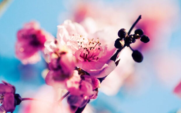 Pink cherry blossoms unfurl delicate petals against a soft blue backdrop, showcasing tiny pollen-rich stamens