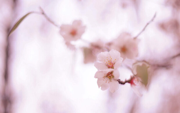 Pale pink cherry blossoms unfurl gently on a branch with a very soft, blurred light pink background, creating a dreamy effect