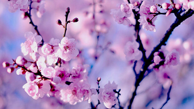 Cherry blossoms cluster, opening gently, against a blurred background