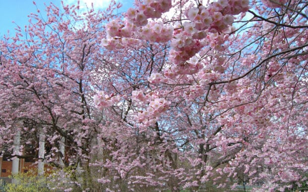 Cherry trees bloom displaying delicate pink petals against a bright blue sky