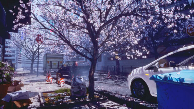 Cherry trees bloom along a city street, petals scatter onto parked cars and pavement