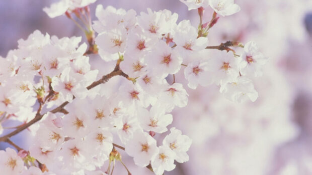 Delicate white cherry blossoms cluster densely on a branch, their tiny pink centers glowing softly against a blurred pastel background, in 1920x1080 resolution