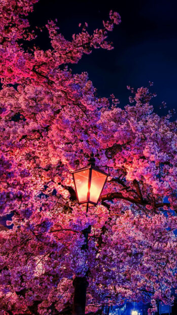 A lone street lantern glows warmly, illuminating a dense canopy of pink cherry blossoms against a dark night sky