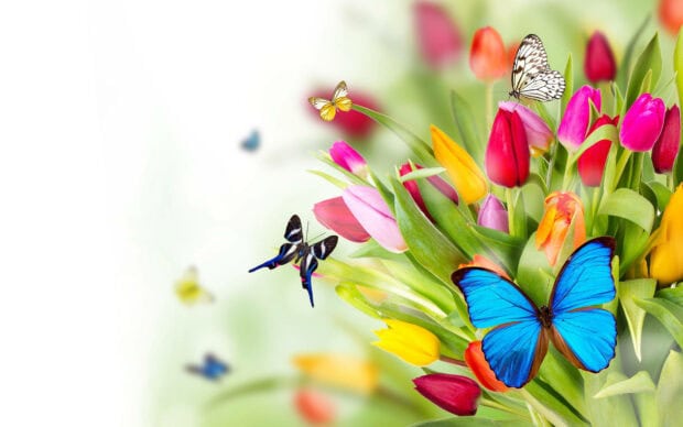 Butterflies flutter among a bouquet of brightly colored tulips, showcasing nature's lively dance