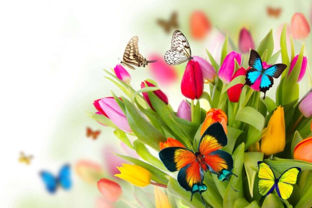 A vibrant bouquet of red, pink, orange, and yellow tulips attracts several colorful butterflies fluttering around the blooms