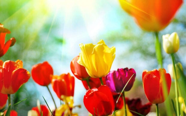 Vibrant tulips turn upwards to greet the bright sun, casting radiant rays through a clear blue sky