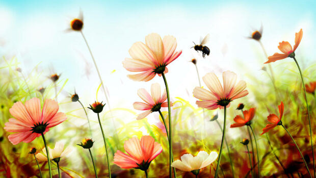 Bee approaches delicate cosmos flowers, collecting nectar under a soft sky