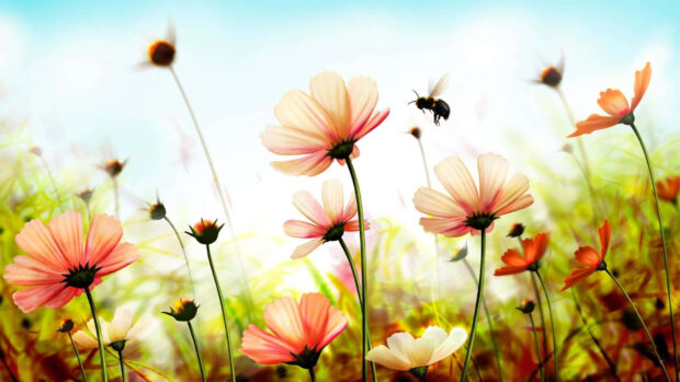 Cosmos flowers bloom vibrantly, a bee flies among petals, capturing a sunny meadow scene