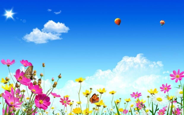 Colorful cosmos and wildflowers bloom in a sunlit meadow as butterflies alight on petals under a bright blue sky with hot air balloons