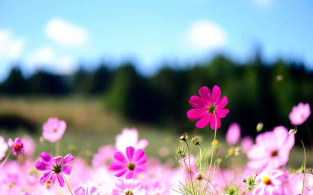 Delicate pink cosmos sway gently across a sun-drenched meadow beneath a bright blue sky