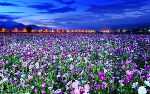 A vast field of cosmos flowers stretches towards distant mountains and city lights under a dark blue twilight sky with dramatic clouds