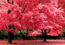 Two robust trees stand majestically, their branches full of vivid red leaves, carpeting the ground below
