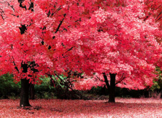 Two robust trees stand majestically, their branches full of vivid red leaves, carpeting the ground below