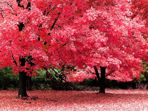Two robust trees stand majestically, their branches full of vivid red leaves, carpeting the ground below