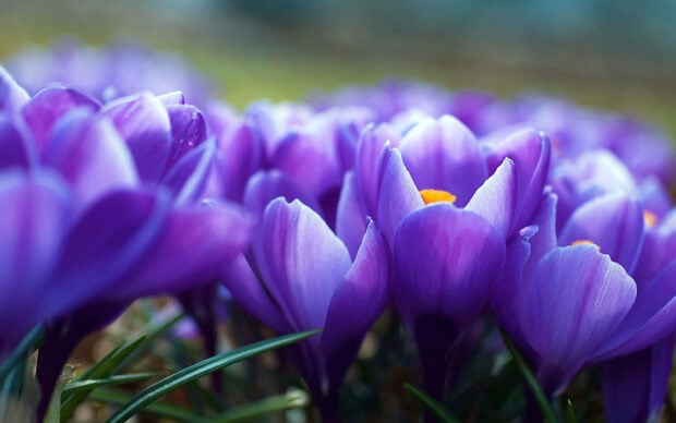 Purple crocus flowers unfurl their petals in a dense cluster, surrounded by green blades of grass