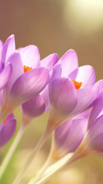 Several delicate lavender crocus blooms stand upright with orange stamens visible, reaching towards a soft light against a blurred, warm background