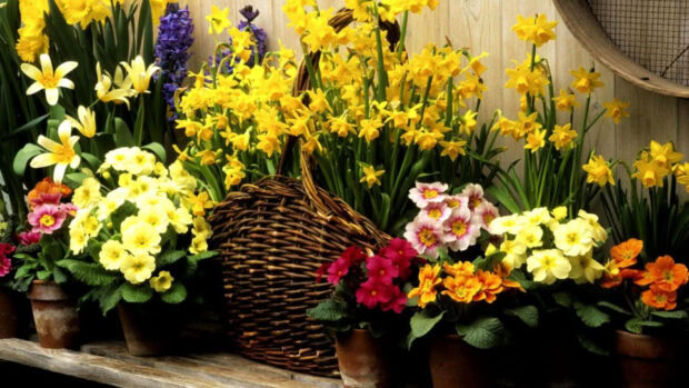 Potted daffodils, hyacinths, and primroses burst with vibrant yellow, purple, and pink hues, arranged around a rustic wicker basket on a wooden shelf