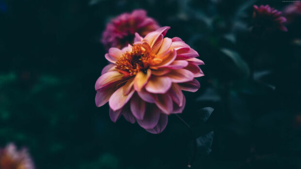A vibrant dahlia flower displays its intricate pink and orange petals against a deep, muted background