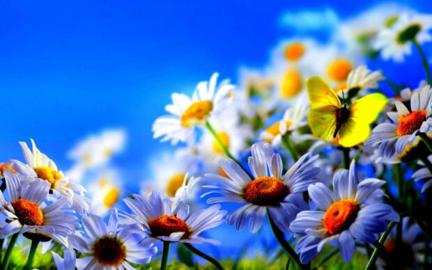 White daisies fill a field under a brilliant blue sky, with a bright yellow butterfly resting on a foreground bloom, captured in vivid 1920x1200 clarity