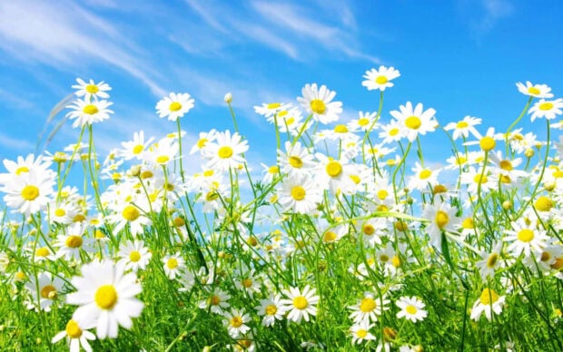 Daisies bloom abundantly, reaching towards a vibrant blue sky