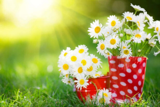 Two red polka-dot buckets hold cheerful white daisies, resting on lush green grass under warm, radiating sunlight