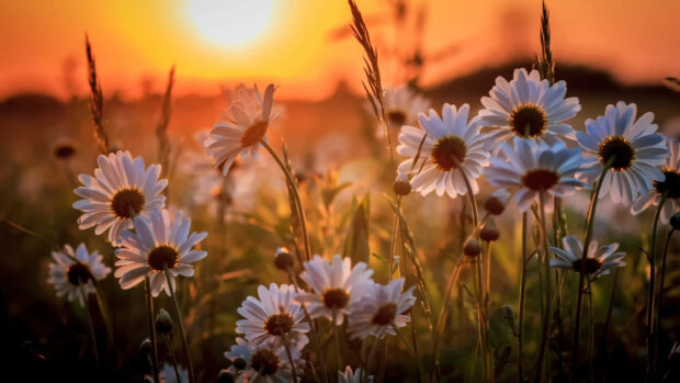 White daisies glow in a field as the setting sun casts warm orange light across tall grasses