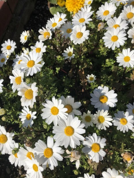 A dense cluster of white daisies bloom, featuring bright yellow centers, surrounded by lush green foliage and hints of other yellow blooms in the background, captured in stunning 1440x1920 detail