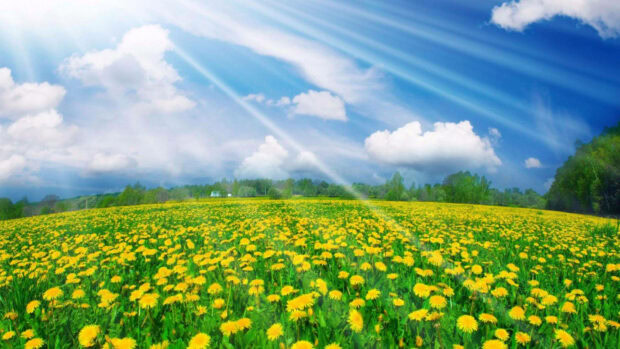 Dandelions cover expansive field, sun rays stream from a bright blue sky