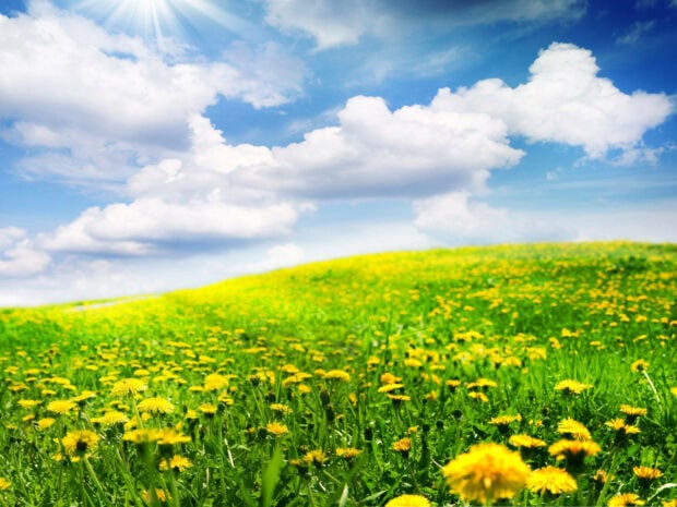 Rolling green hill bursts with countless yellow dandelions under a brilliant blue sky dotted with fluffy white clouds and radiant sunbeams