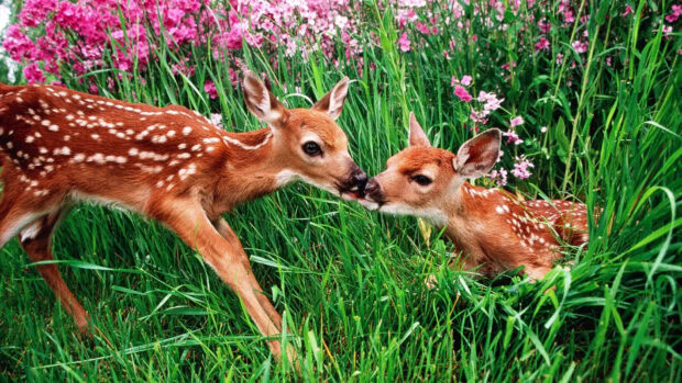 Two spotted deer fawns gently touch noses amidst a vibrant meadow of tall green grass and delicate pink wildflowers