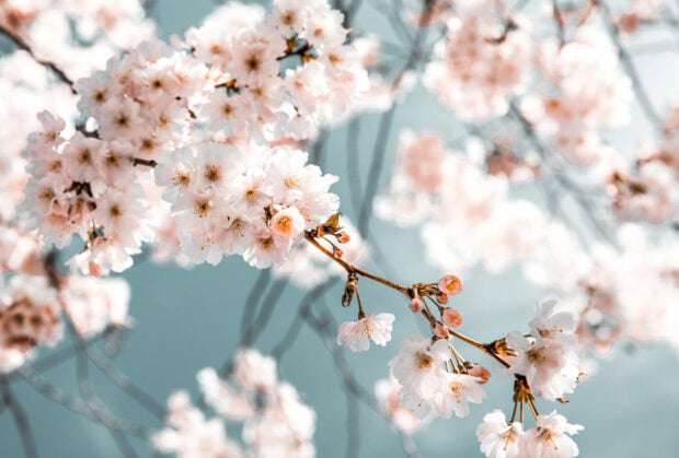 Delicate white cherry blossoms unfurl on a branch, contrasting softly against a blurred blue background