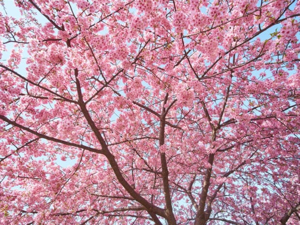 A dense cherry tree canopy bursts with countless pink blossoms against a clear, pale blue sky, viewed from below