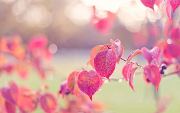 Delicate heart-shaped leaves adorn a branch, showing small water droplets reflecting light against a soft, blurred background