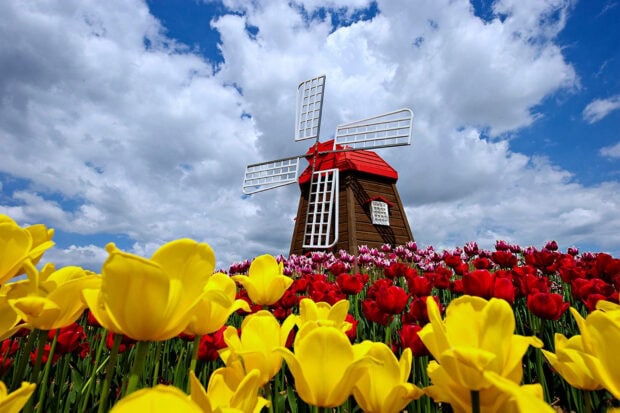 spring wallpaper