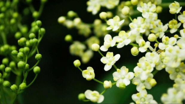 Tiny white florets unfurl from green buds, clustered on slender stems against a muted backdrop