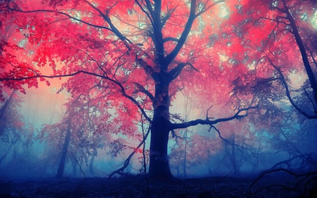 A large tree stands amidst a mystical forest, its vibrant red foliage glowing through thick blue mist, with light streaming from above