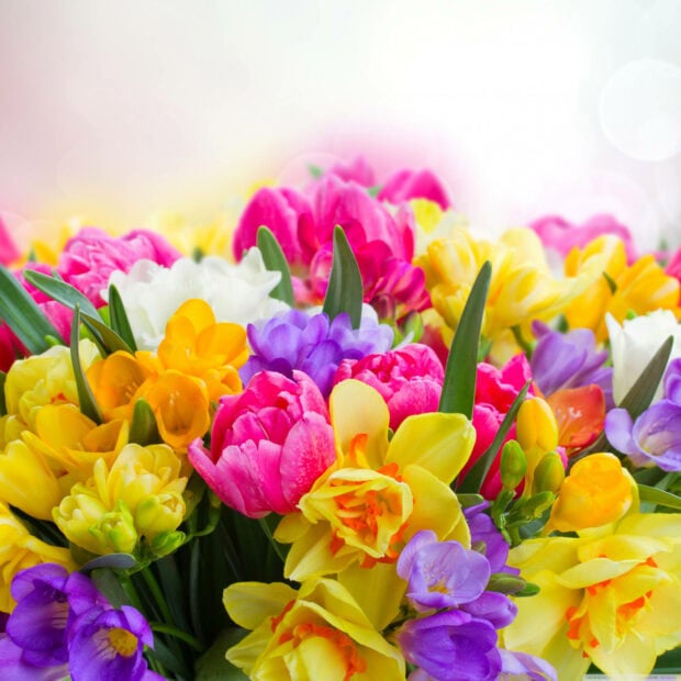 Colorful flowers bloom together, showcasing yellow daffodils, pink tulips, and purple freesias