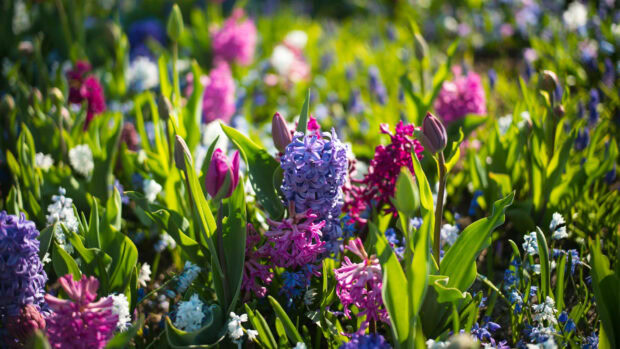 Colorful flowers burst into bloom, showcasing purple hyacinths and pink tulips among green foliage