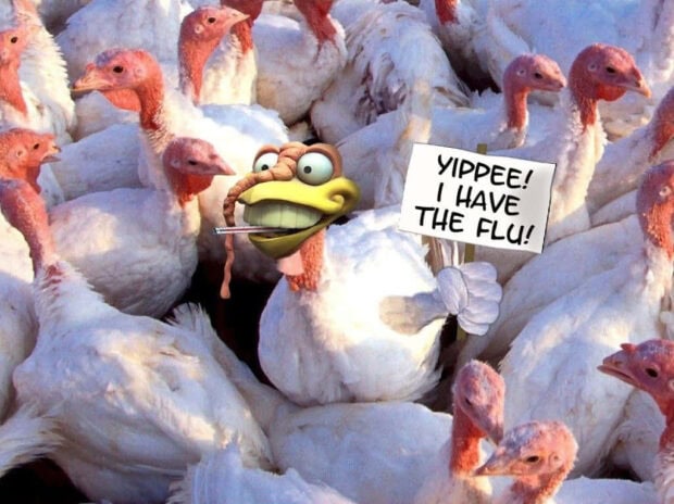 Cartoon turkey with a thermometer holds a 