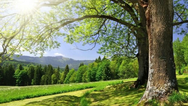 Sunlight streams through large trees, illuminating a vibrant green meadow stretching towards distant forested hills