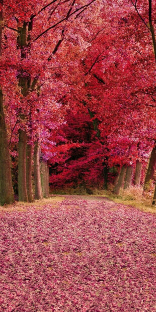 A forest path submerges under a dense canopy of crimson foliage