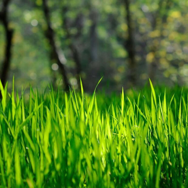 Blades of vibrant green grass stand tall in sharp focus, blurring into a soft, sun-dappled forest background