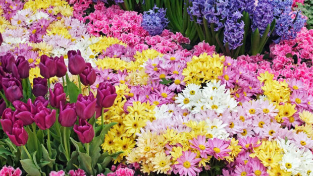 Diverse blooms flourish together in a vibrant garden bed, featuring purple tulips, yellow and white daisies, and blue hyacinths