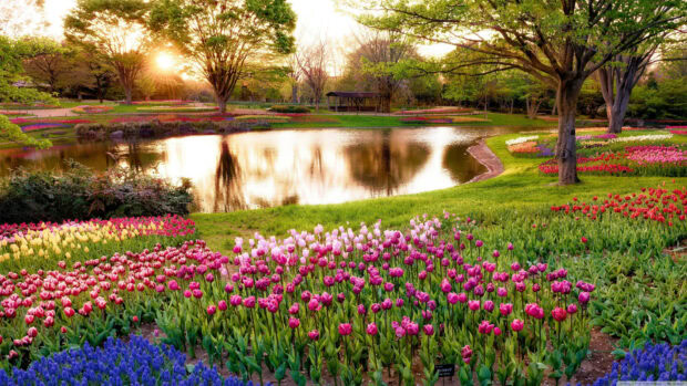 Park pond reflects golden sunset, colorful tulip beds bloom vibrant hues